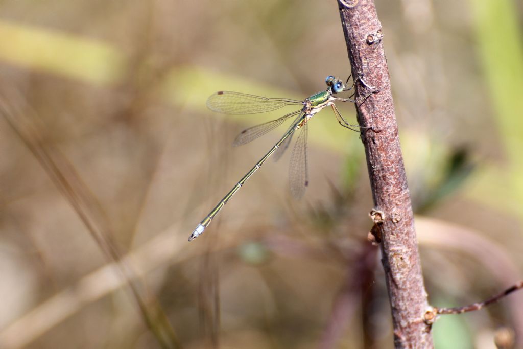 Lestes virens vestalis